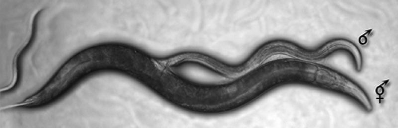 Спаривание самца и гермафродита Caenorhabditis elegans